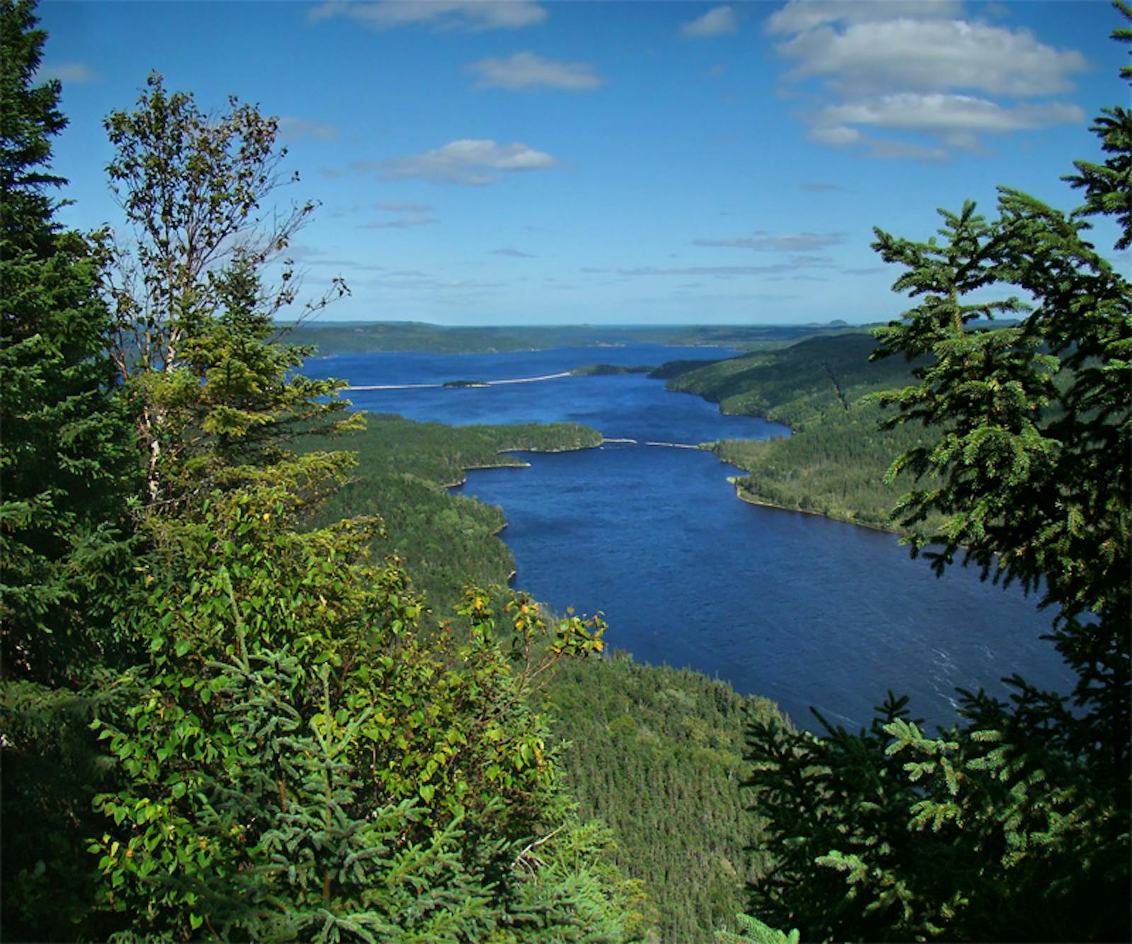 The boreal forest