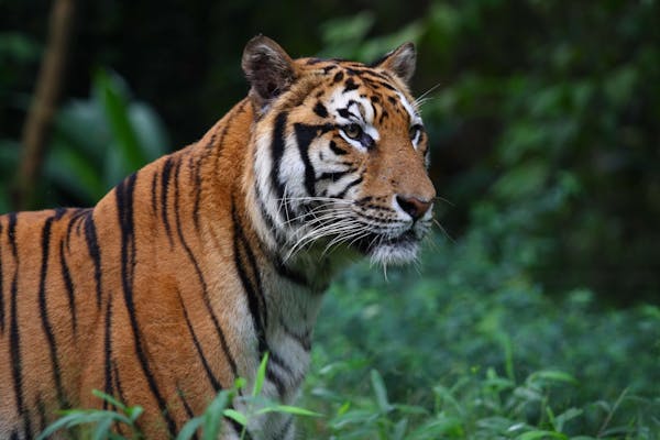 Breakthrough monitoring technology to save the world’s tigers