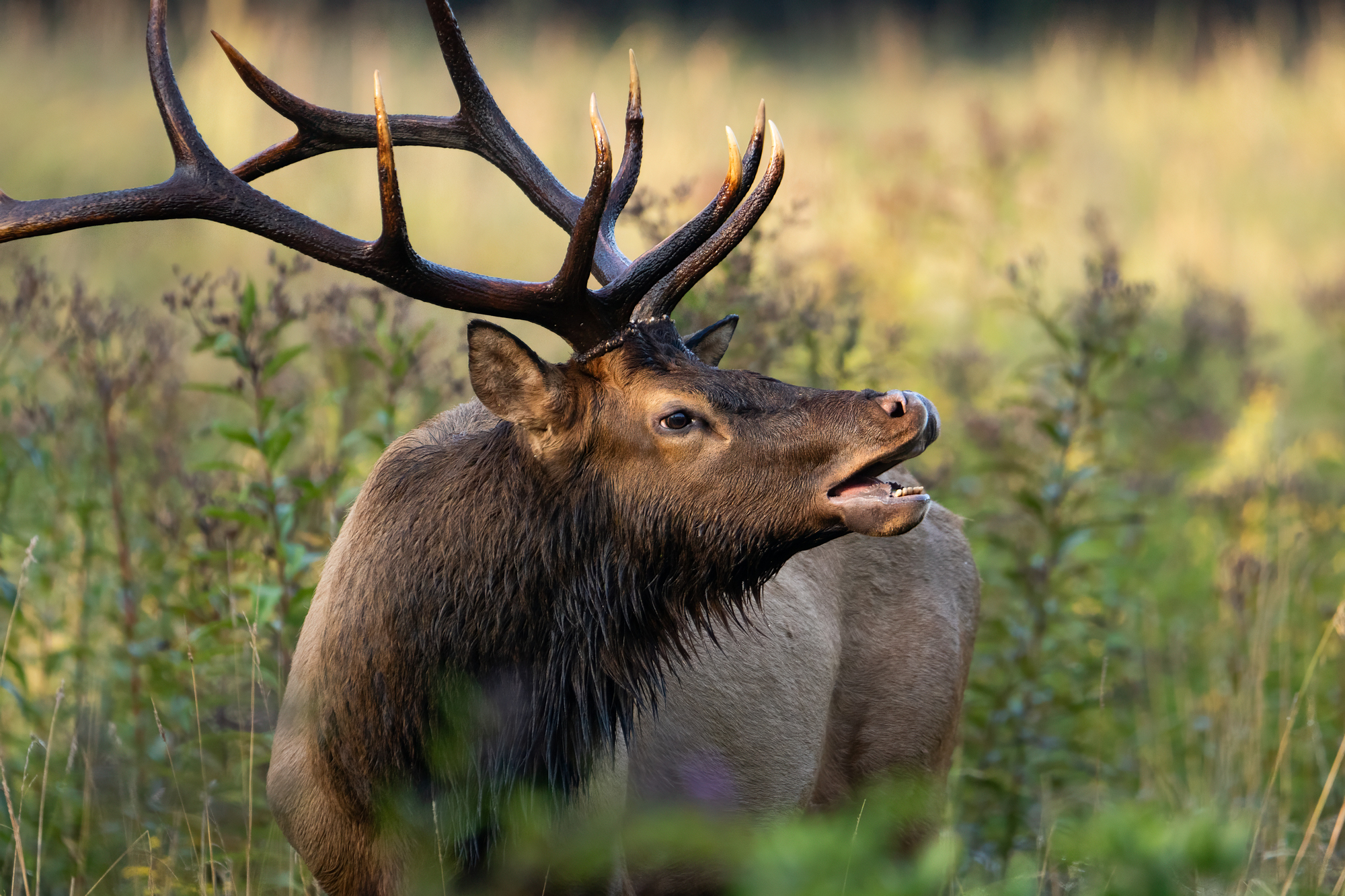Bull elk lip curling. Image Credit: Matt Cuda, Envato Elements.