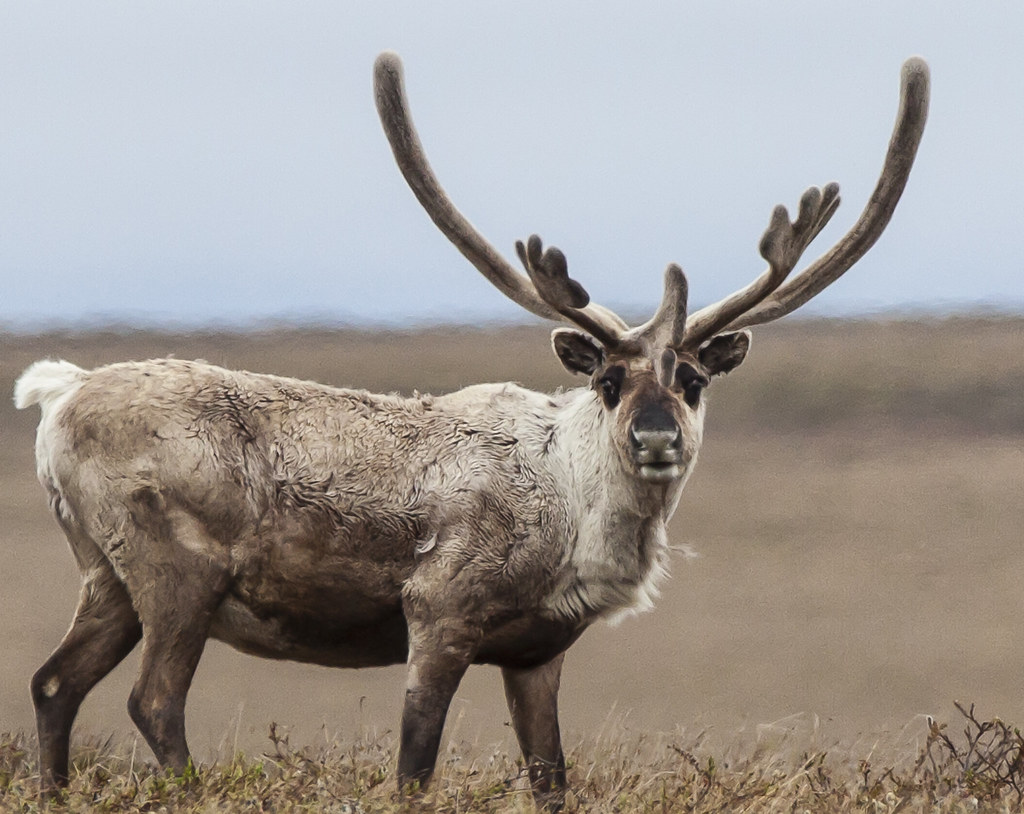 Interior Alaska-Yukon Lowland Taiga | One Earth