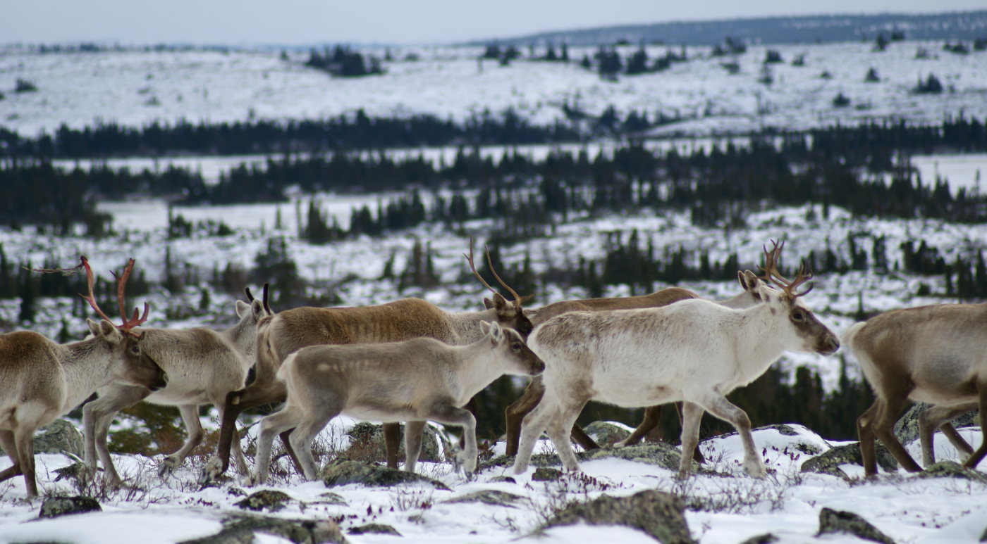 Caribou migration. Image credit: Joëlle Taillon