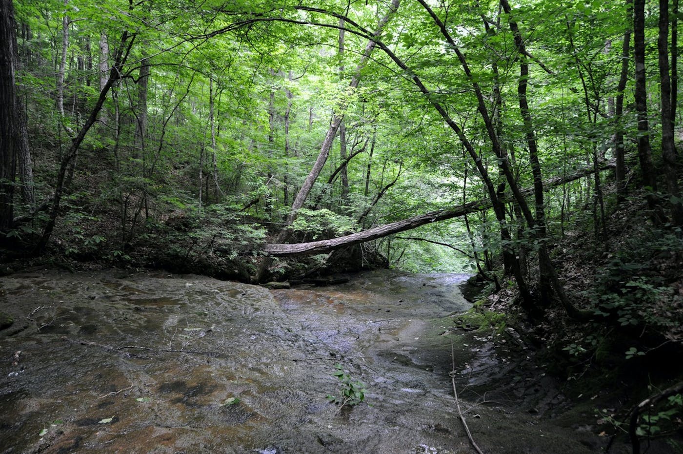 Interior Plateau & Southern Great Lakes Forests (NA23)