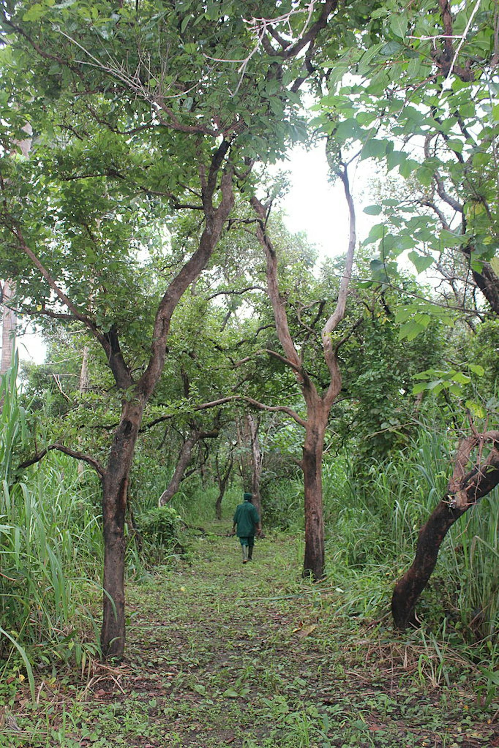 Guinean Forest-Savanna