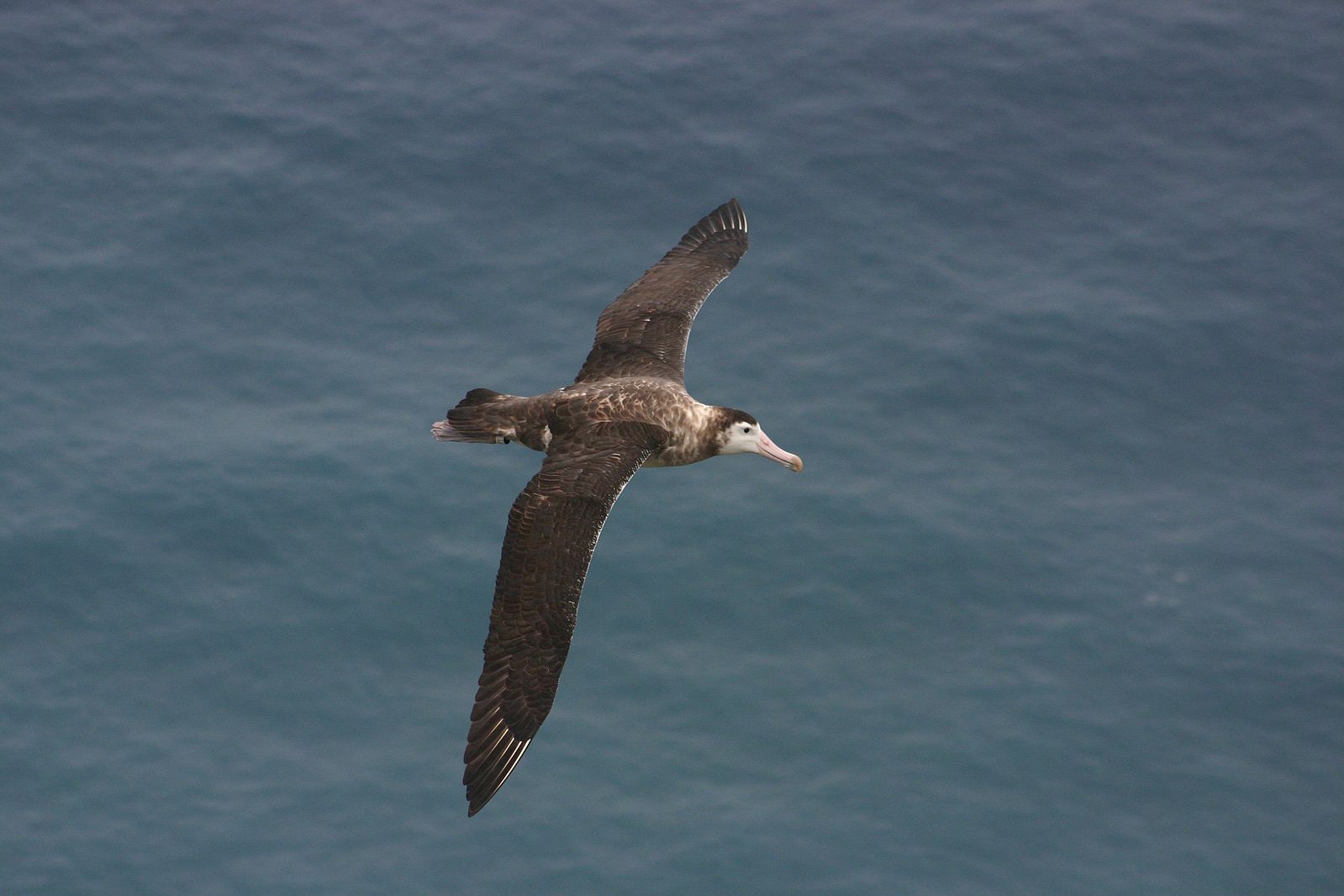 Amsterdam albatross (Diomedea amsterdamensis). Image credit: incent Legendre, CC by SA 3.0