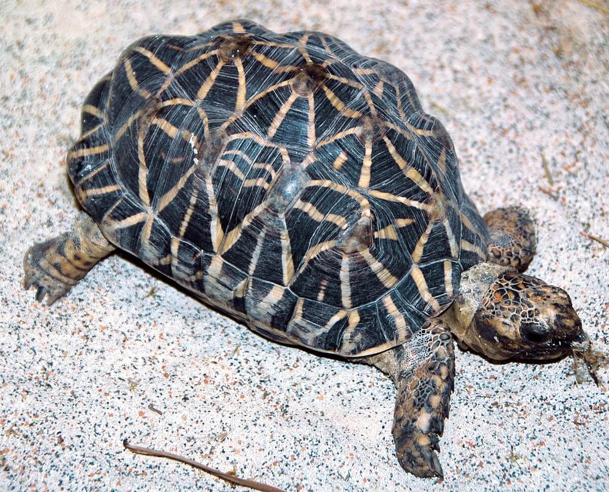 294--Irrawaddy-Dry-Forests-Burmese-starred-tortoise.