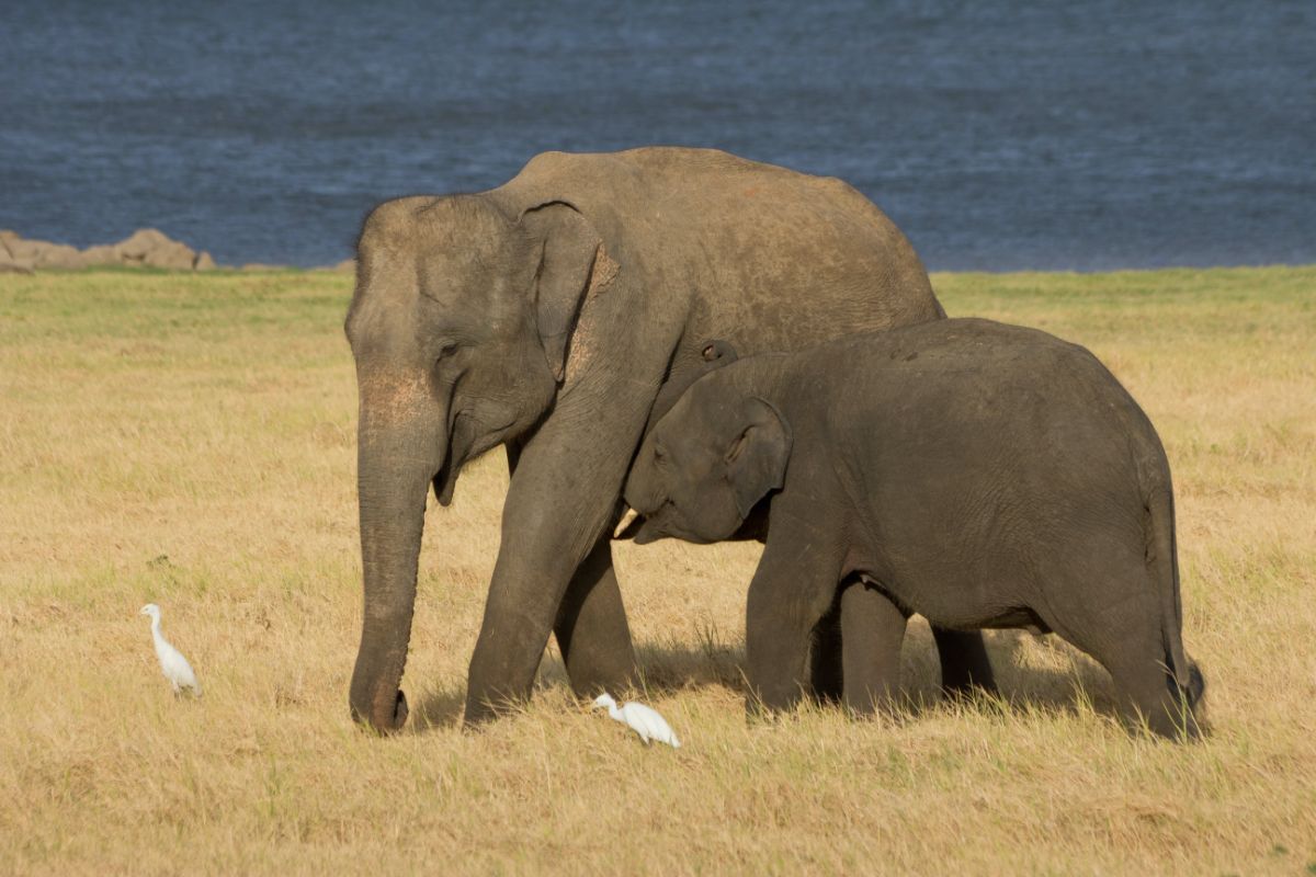 Wild Asian elephants (Elephas maximus maximus) in Minneriya National Park, Sri Lanka. The elephant calf is suckling. White birds wait for insects to jump scared by the elephants and then catch them. Image credit: Carlos Delgado, CC by 4.0