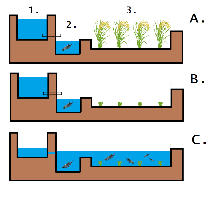 Design of a rice-fish system with channels. A: Before harvest B: After harvest C: Re-flooding