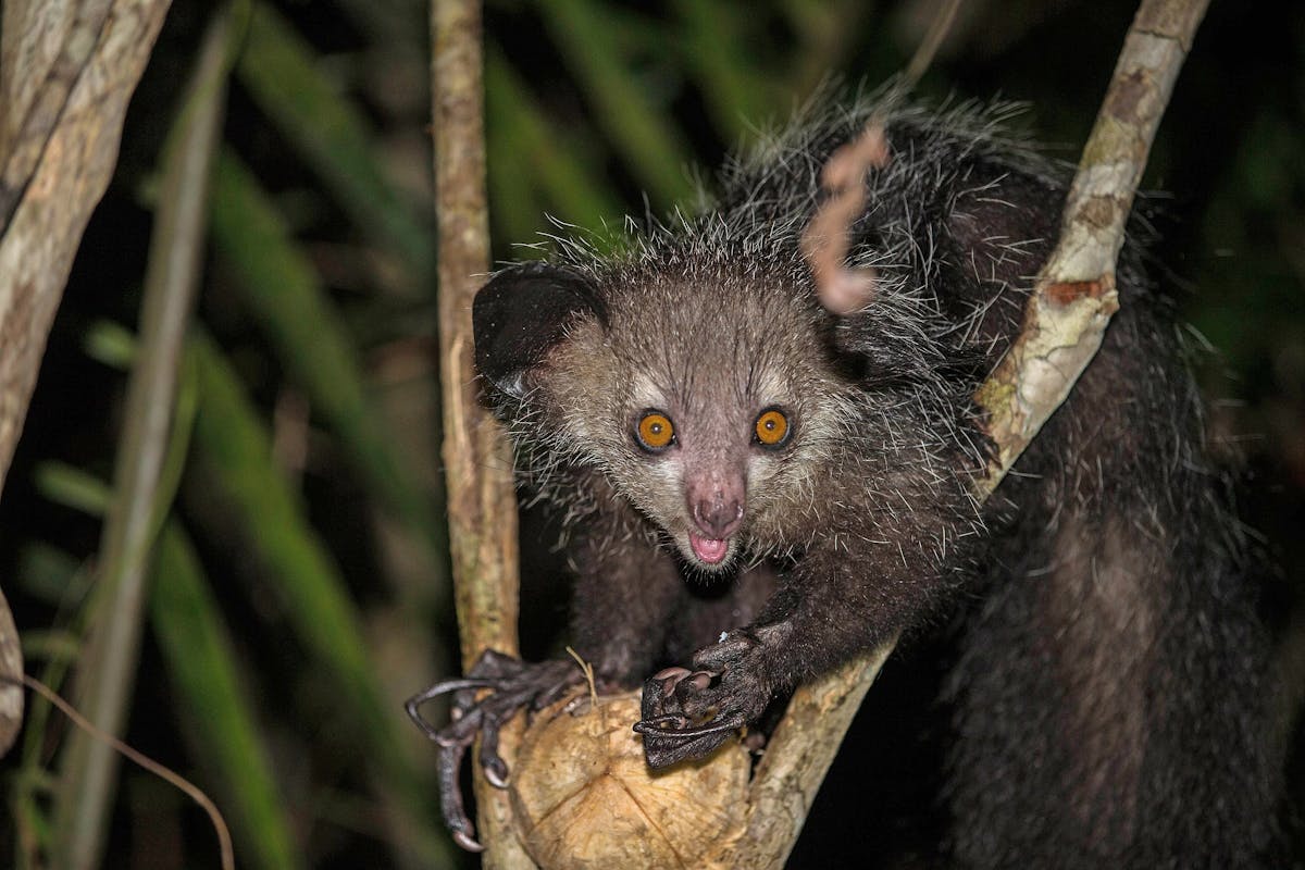 Aye-aye: the bizarre life of the world’s largest nocturnal primate