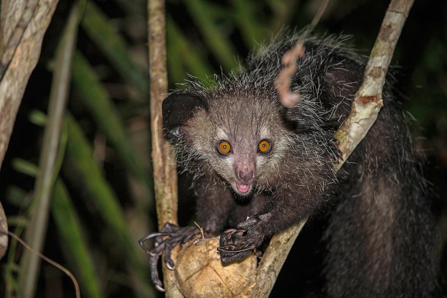 Aye-aye: The enigmatic life of the world's largest nocturnal primate