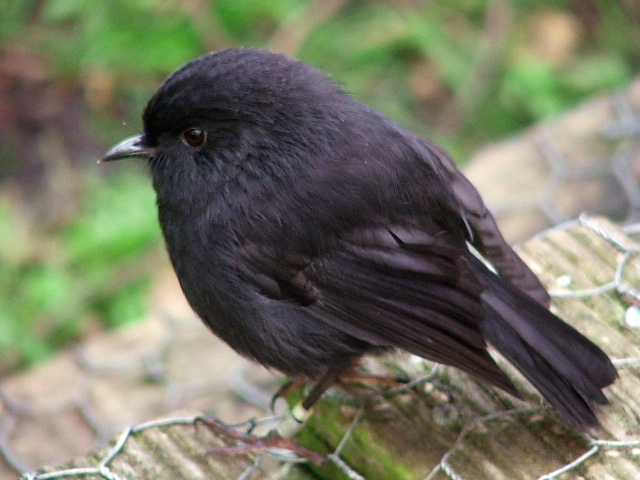 Chatham Island Black Robin. Image credit: Schmechf, Flickr (CC by 4.0)