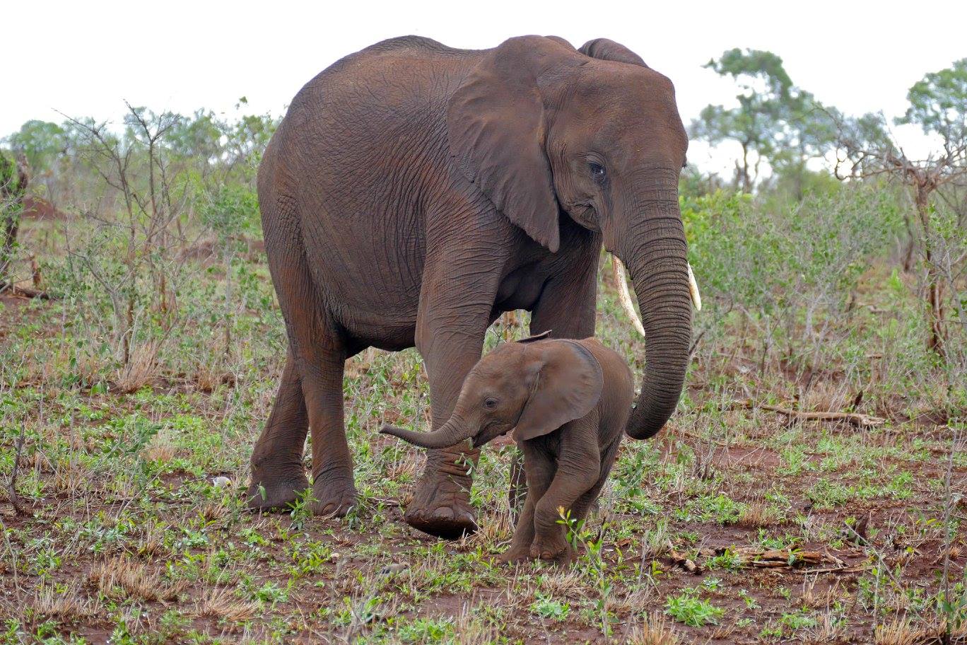 Savanna Elephants (Loxodonta africana) mother and young. Image credit: Bernard Dupont, CC by 2.0