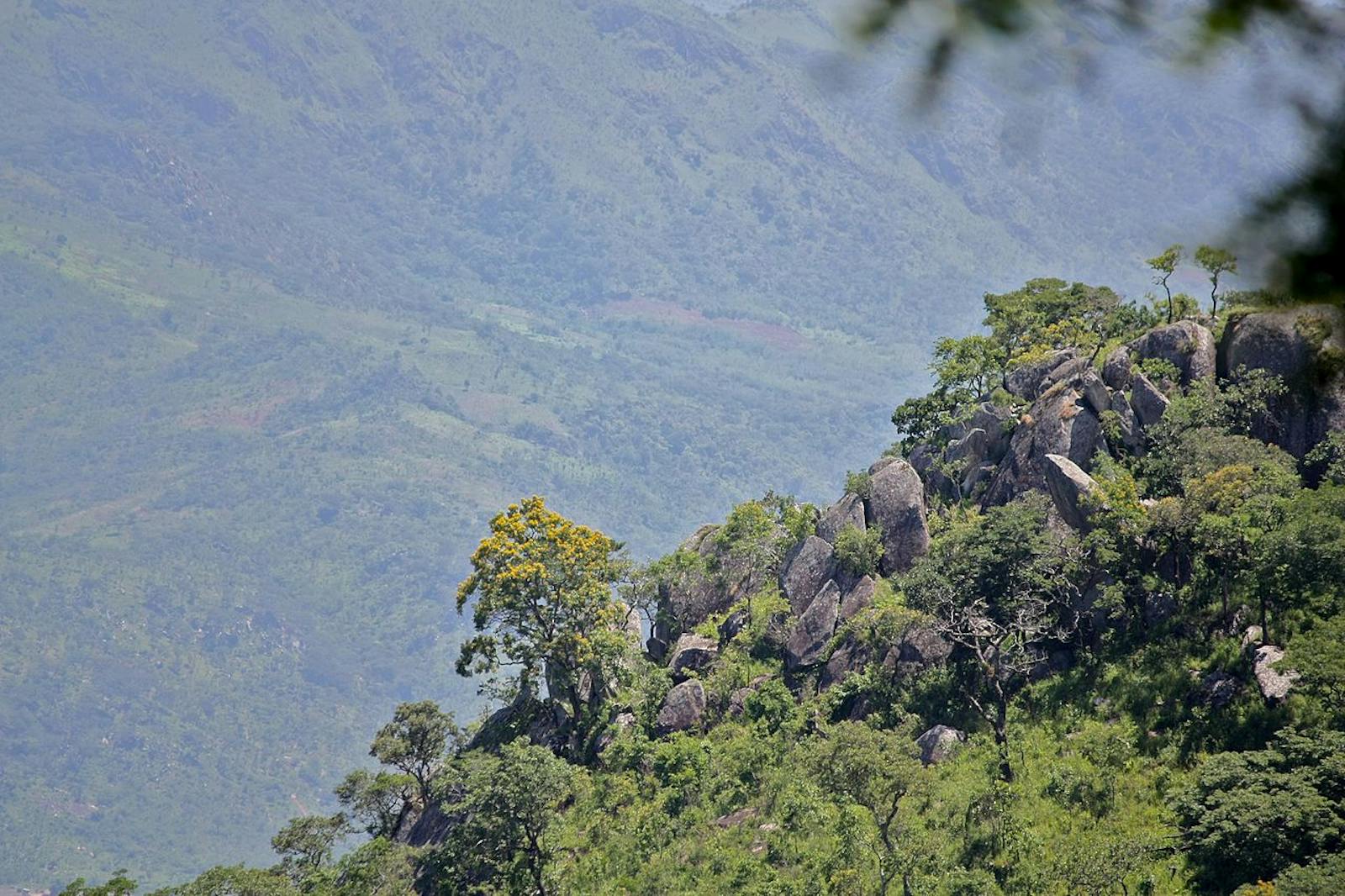 Nyanga-Chimanimani Montane Forest-Grassland