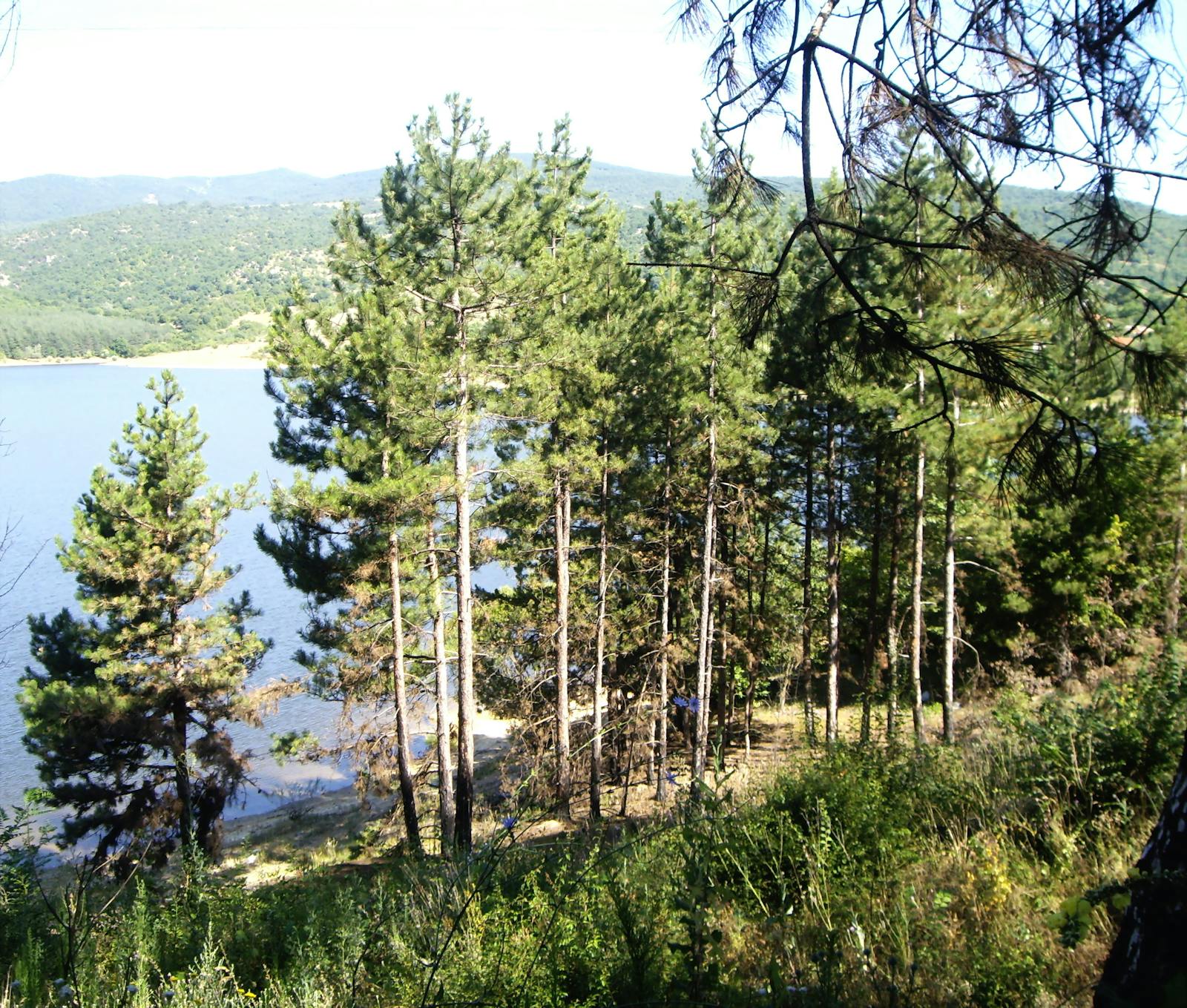 Dinaric Mountains Mixed Forests