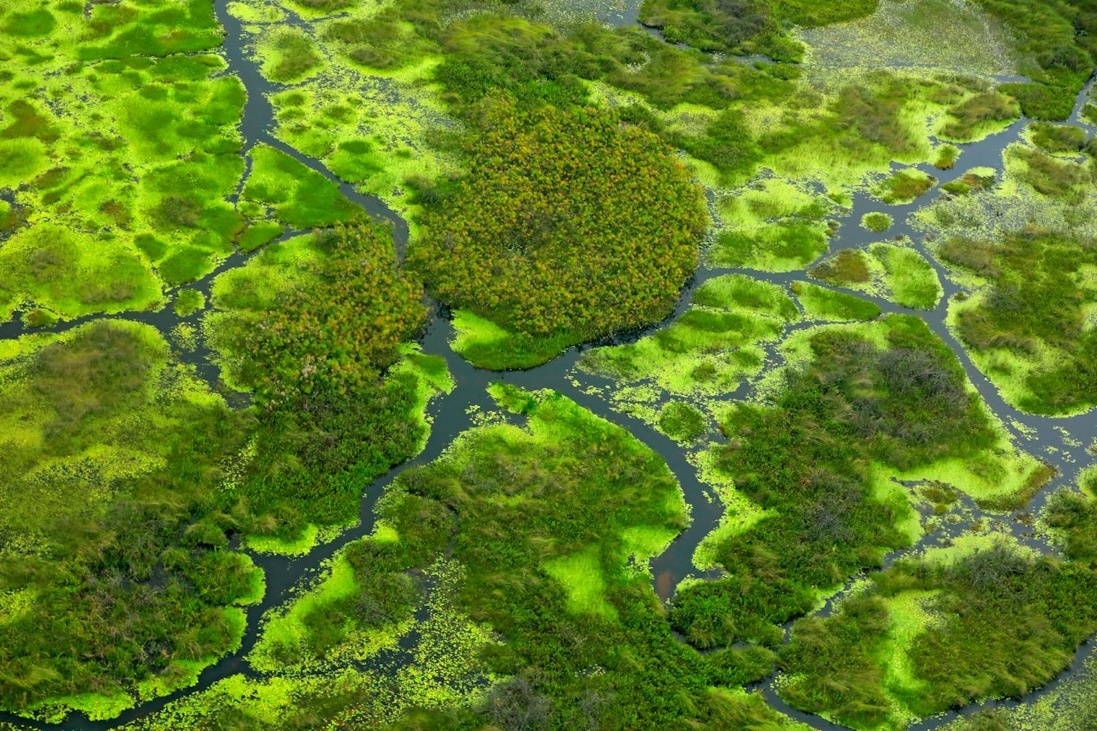 Zambezian Flooded Grasslands