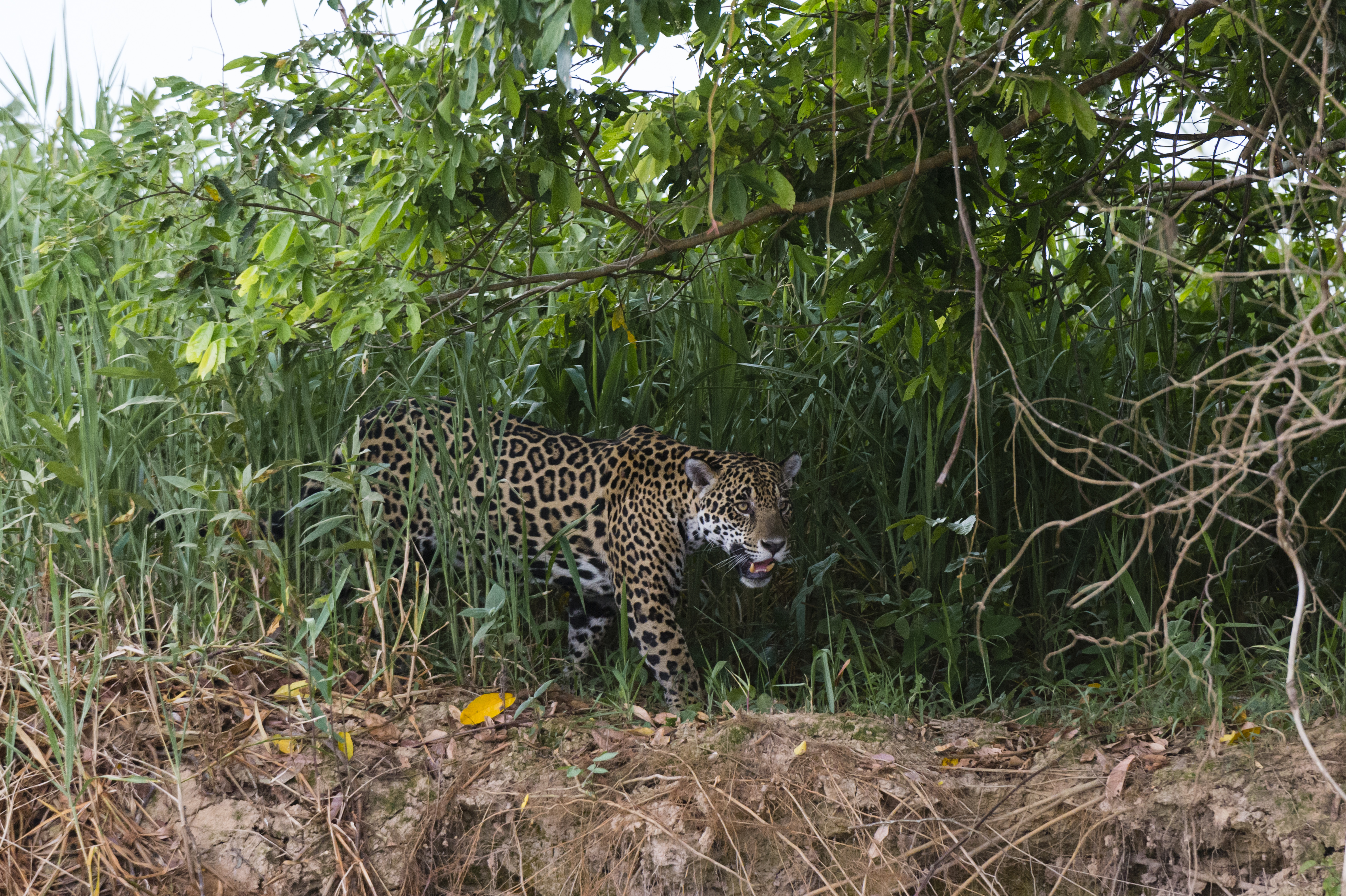 Jaguar prowling in the wetlands of Pantanal, Mato Grosso, Brazil. Image Credit: Envato Creative Commons.