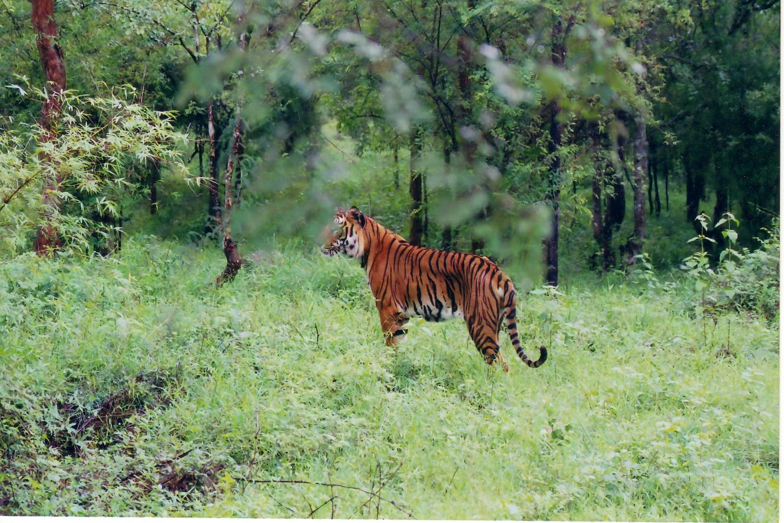 North Western Ghats Moist Deciduous Forests