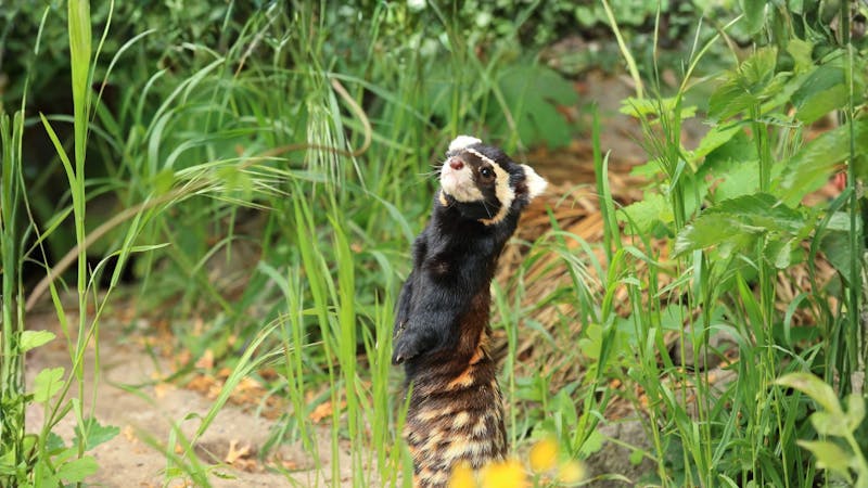 Marbled polecat. Image Credit: © Lukas Blazek, Dreamstime.