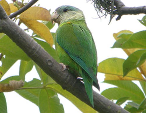Grey-cheeked parakeet