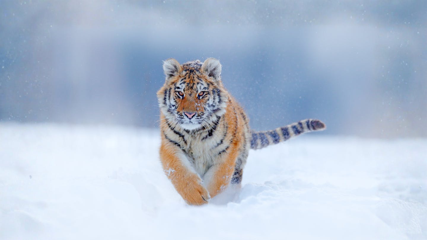 Meet the Siberian tiger: The world’s largest cat roaming the Asia's snowy forests