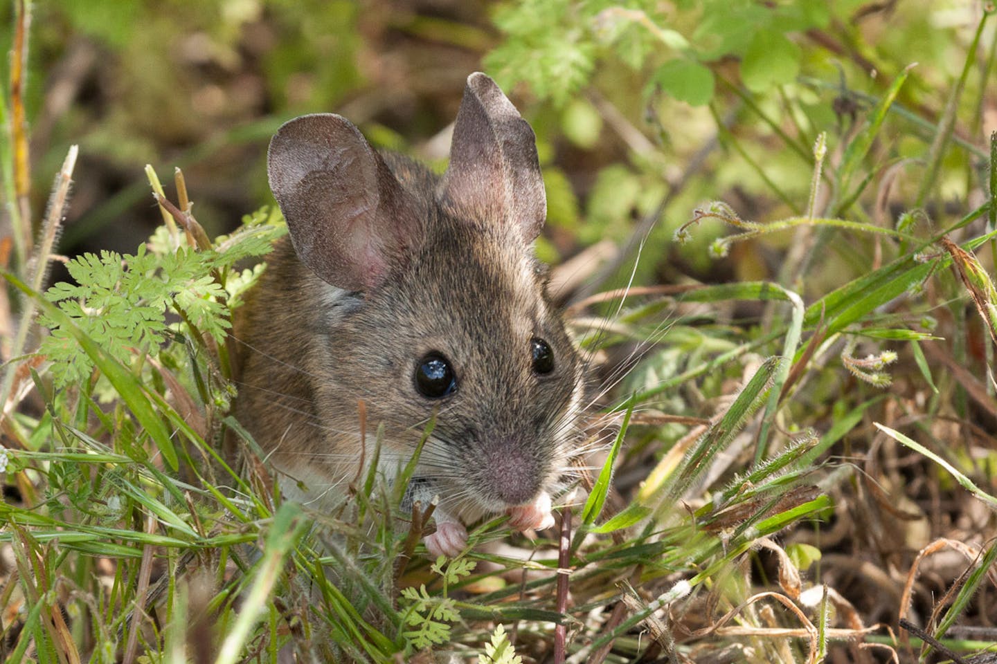 Darwin’s leaf-eared mouse: helping plants grow in the desert