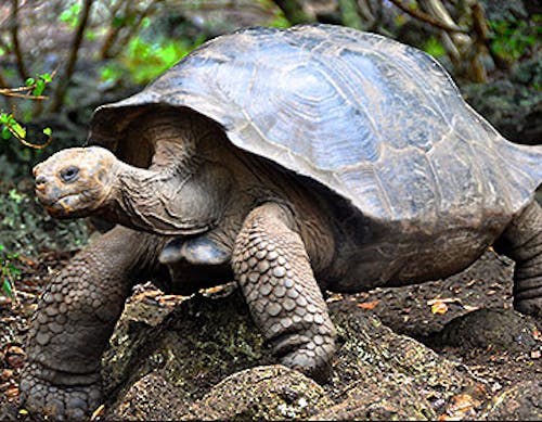 Galâpagos giant tortoise (Chelonoidis niger)