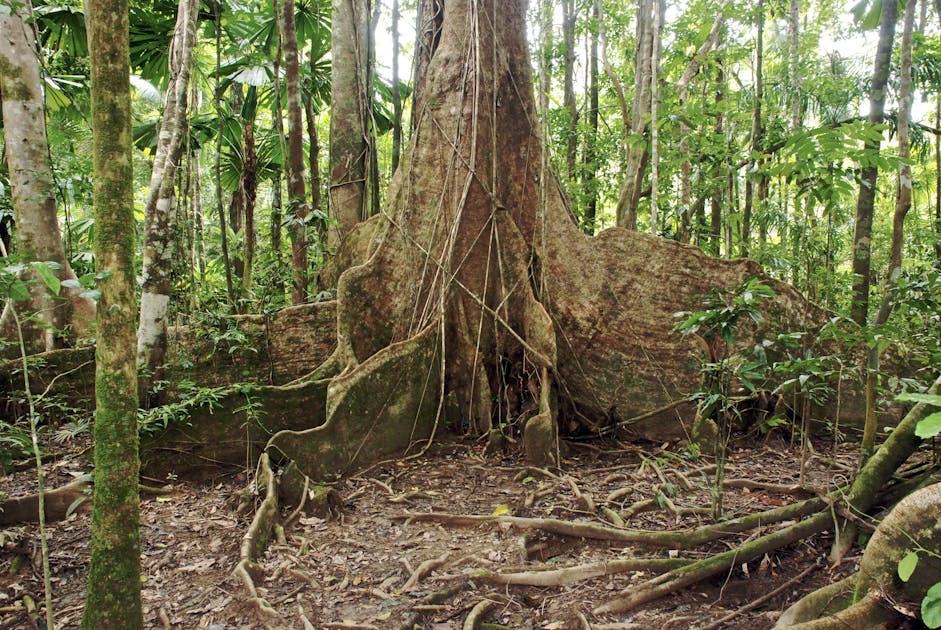 Protecting the Biodiverse Daintree Rainforests Flora and Fauna for ...