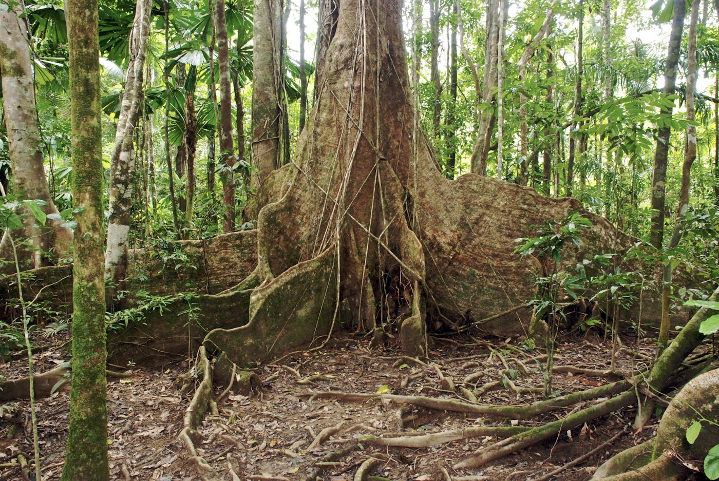 Future threats to the  rainforest