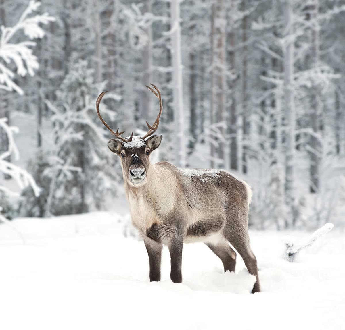 Reindeer: large, majestic herbivores surviving the Arctic Tundra