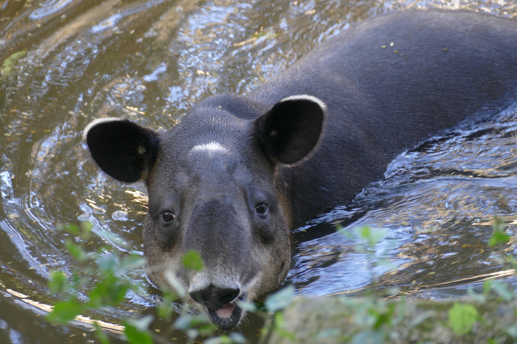 Baird's tapir. Image credit: Courtesy of Bernard Dupont, Flickr.