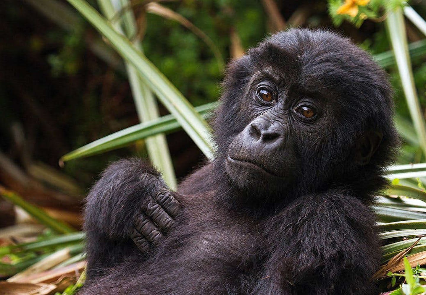 Voices from the Field, Community-Based Conservation of Grauer's Gorillas