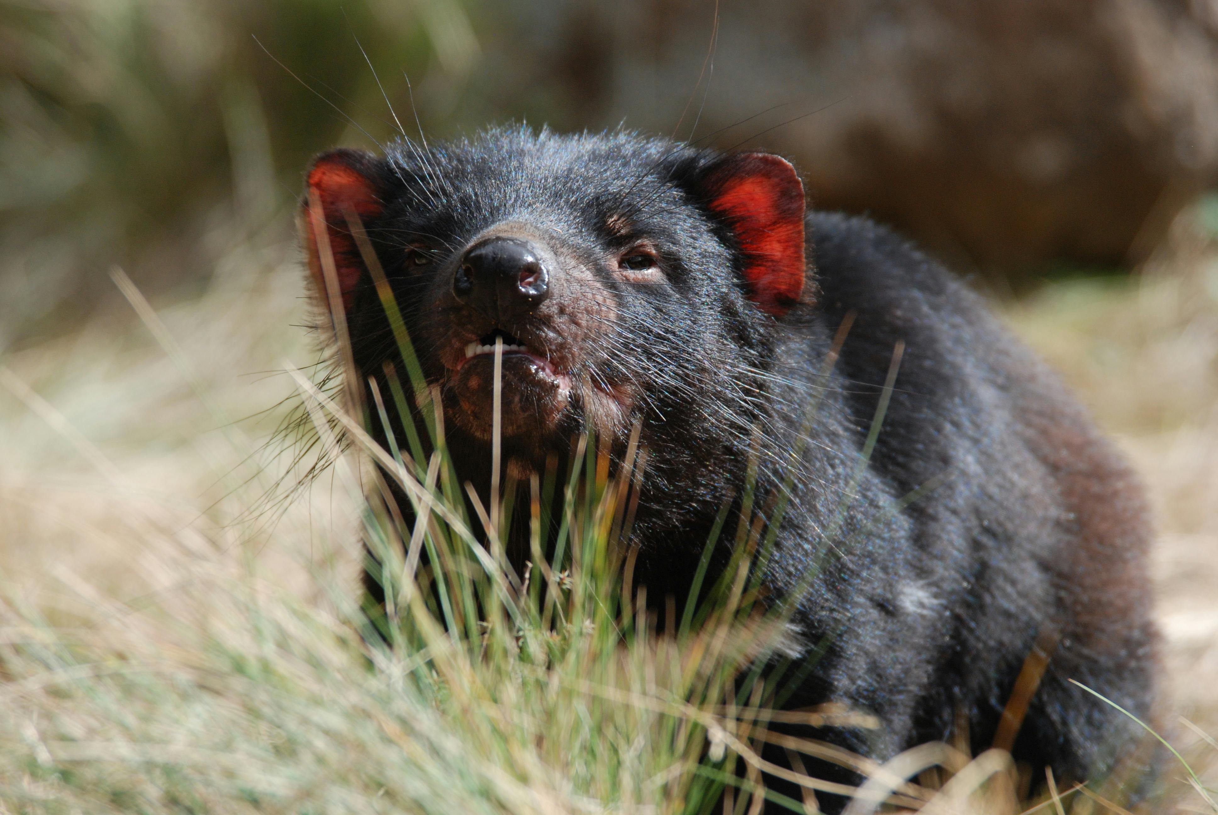 Species of the Week: Tasmanian devil | One Earth