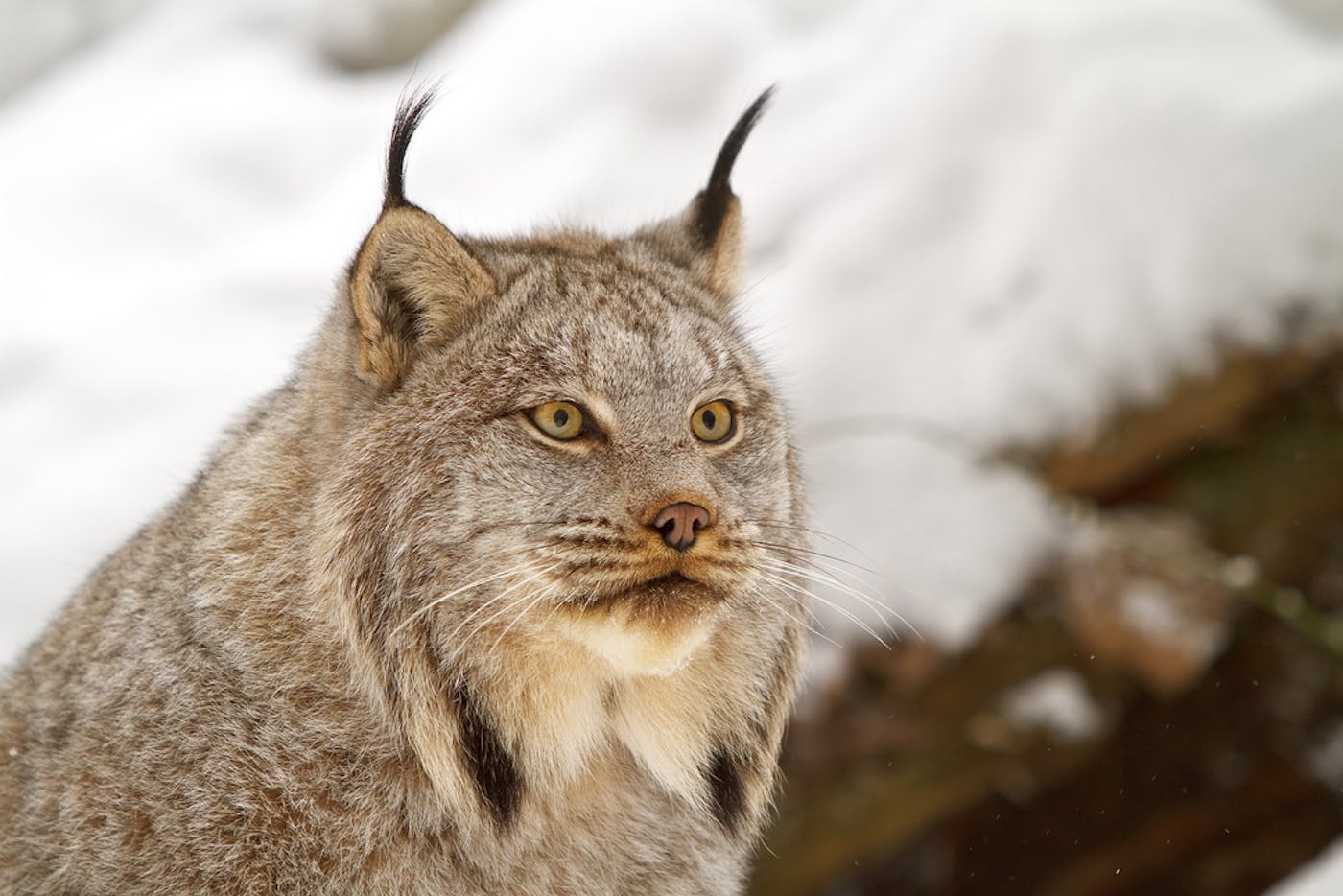 Revitalizing Lynx Management for the Western United State’s New Wildfire Reality
