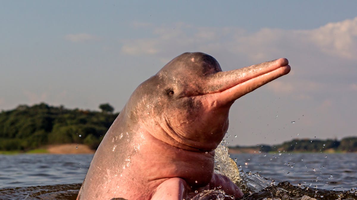 Amazon river dolphins: The amazingly pink "guardians of the river"