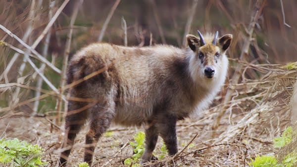 Meet the Japanese serow: The unique goat-antelope of the Honshu mountains