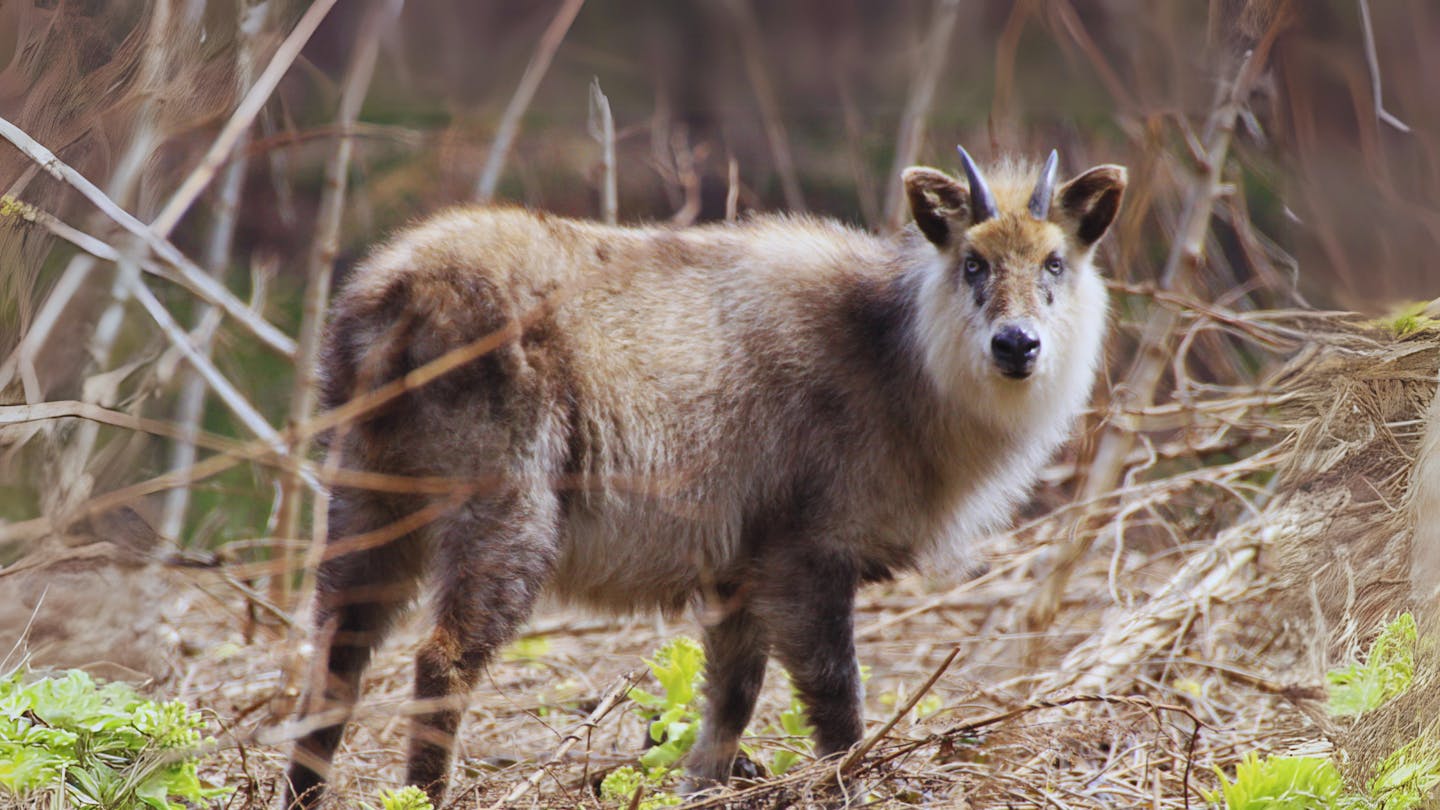 Meet the Japanese serow: The unique goat-antelope of the Honshu mountains