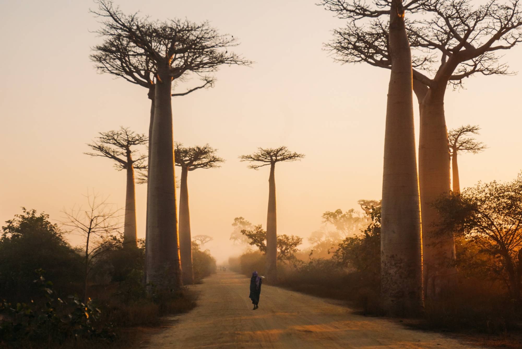 Beautiful alley of baobabs during sunrise in Morondava, Madagascar. Image credit: Yasmine Arfaoui, Unsplash Beautiful alley of baobabs during sunrise in Morondava, Madagascar. Image credit: Yasmine Arfaoui, Unsplash
