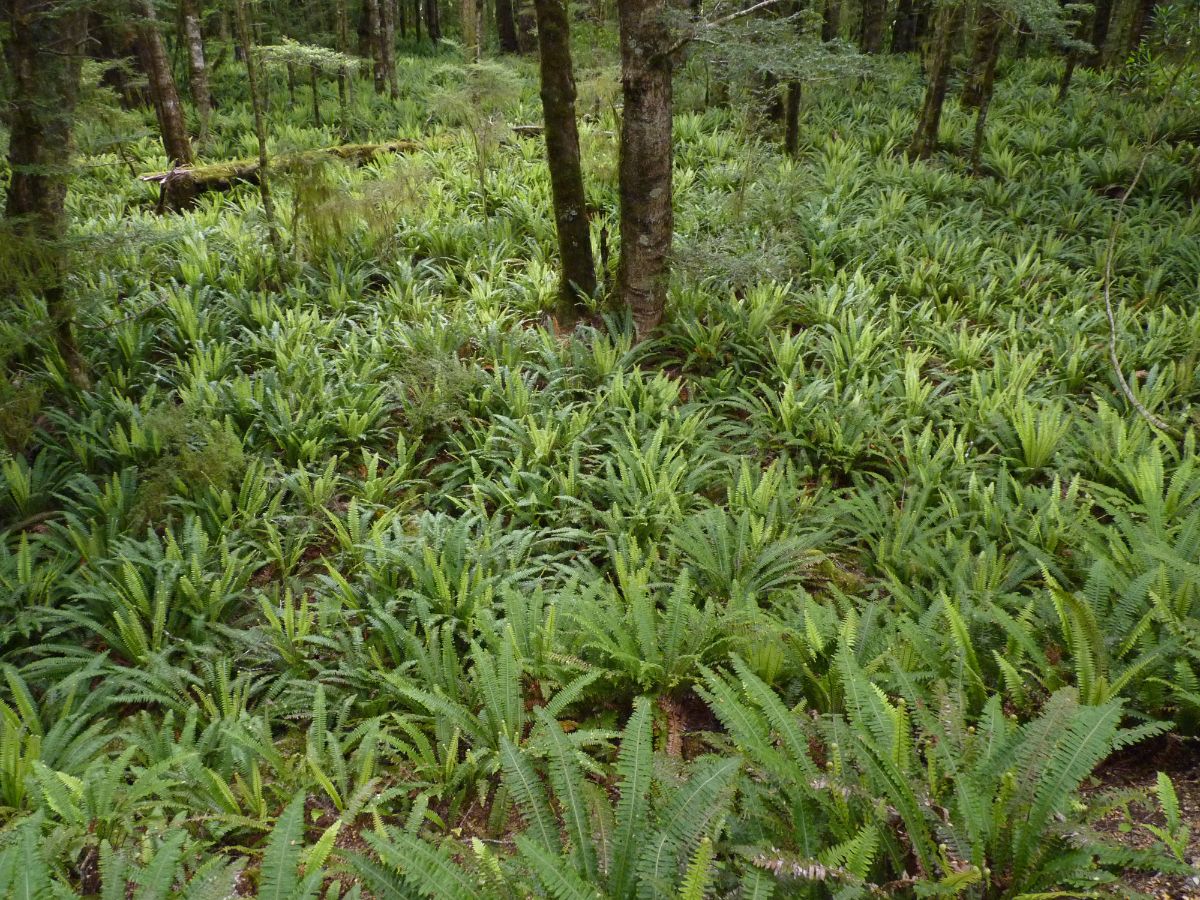 Crown Ferns, Kepler Track, New Zealand. Image credit: Wikipedia, Michal Klajban (CC by 4.0)