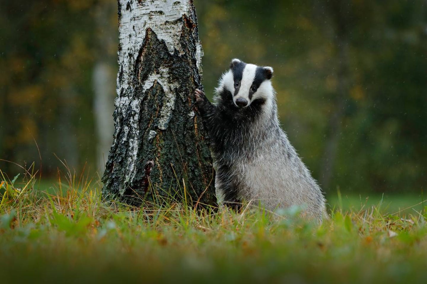 Eurasian badgers: distinguished-looking predators that keep the forest balanced