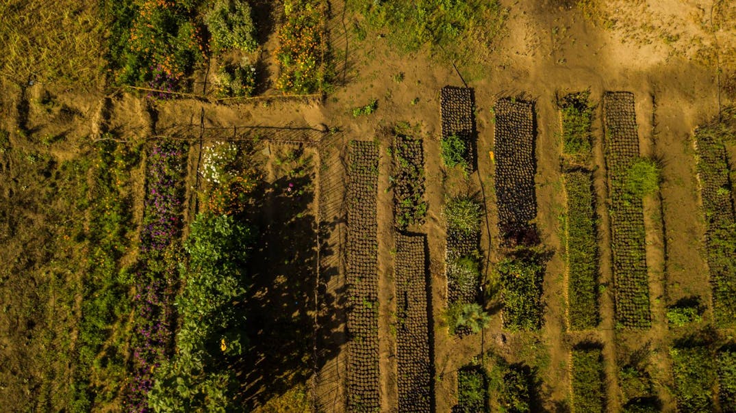 Agroforestry
