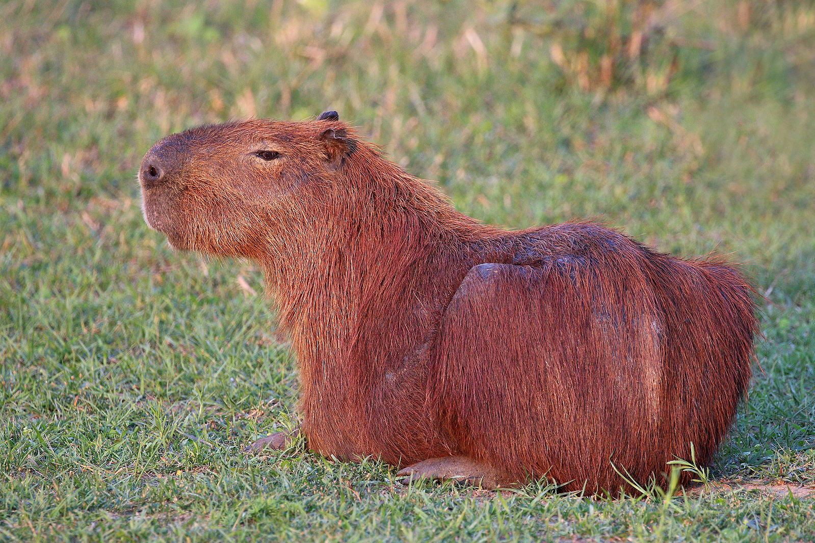 Capybara (Hydrochoerus hydrochaeris), the Pantanal, Brazil.