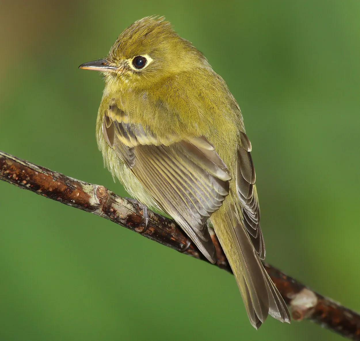 Tyrant flycatcher (Tyrannidae)