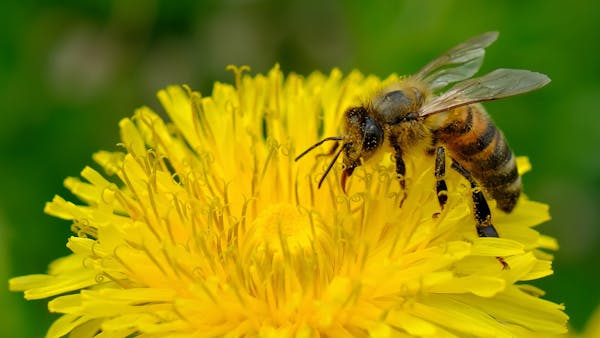 Urban Biodiversity