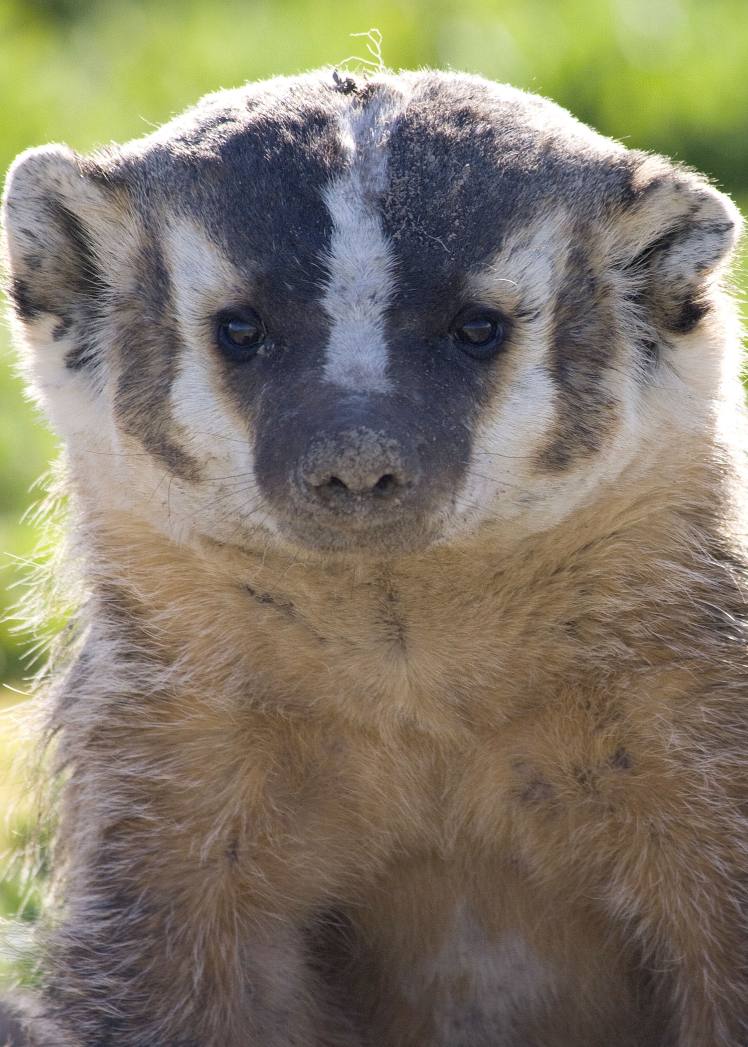 American badger spotted in Oregon, east of the Cascade Mountain Range. Image Credit: Nick Myatt, Oregon Department of Fish and Wildlife, Wiki Commons.
