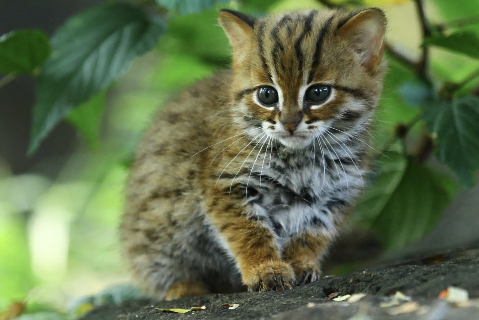 At birth, kittens weigh just over two ounces and are covered in rows of tiny black spots. Image Credit: Nilantha, Adobe Stock. At birth, kittens weigh just over two ounces and are covered in rows of tiny black spots. Image Credit: Nilantha, Adobe Stock.