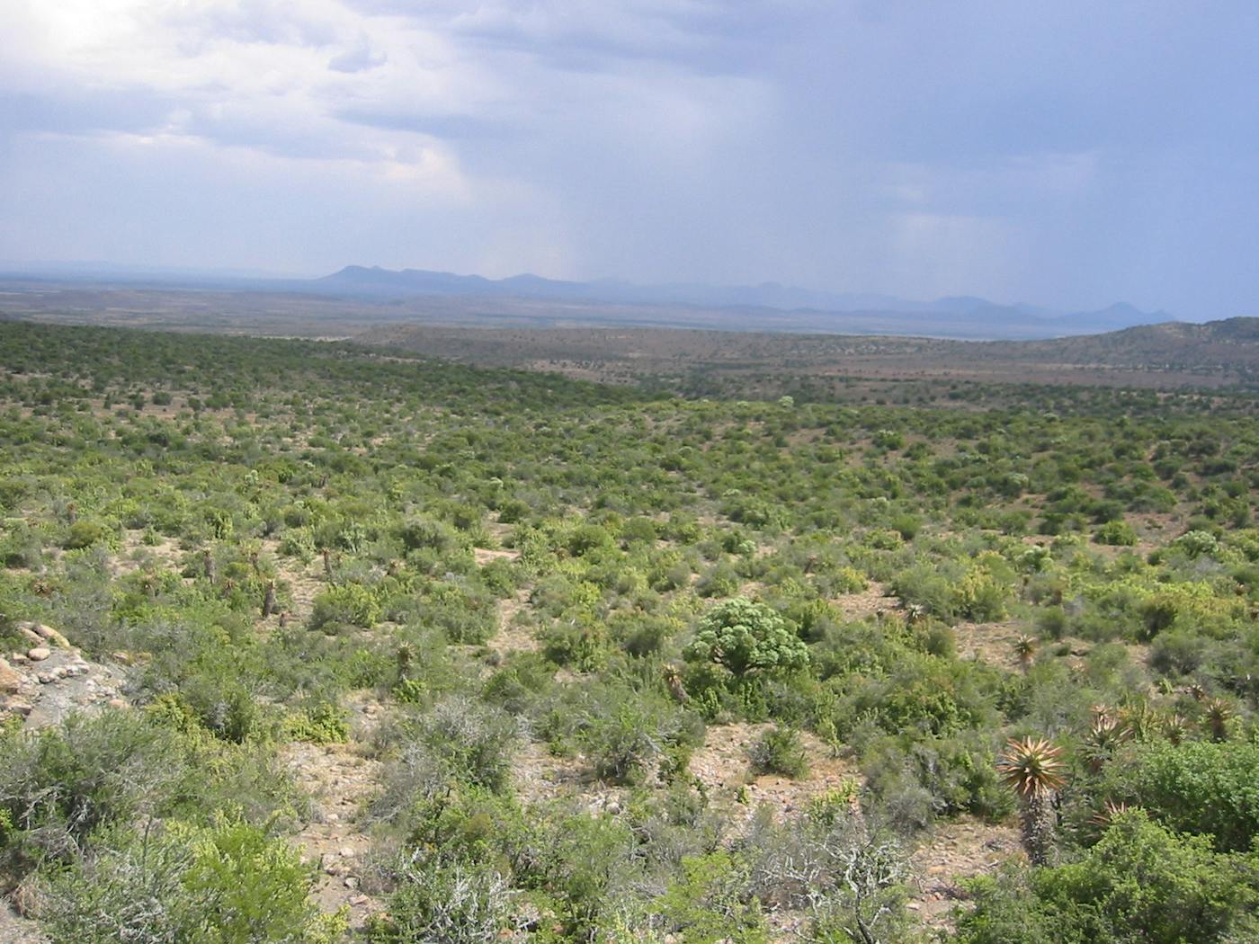 Greater Karoo & Kalahari Drylands (AT9)
