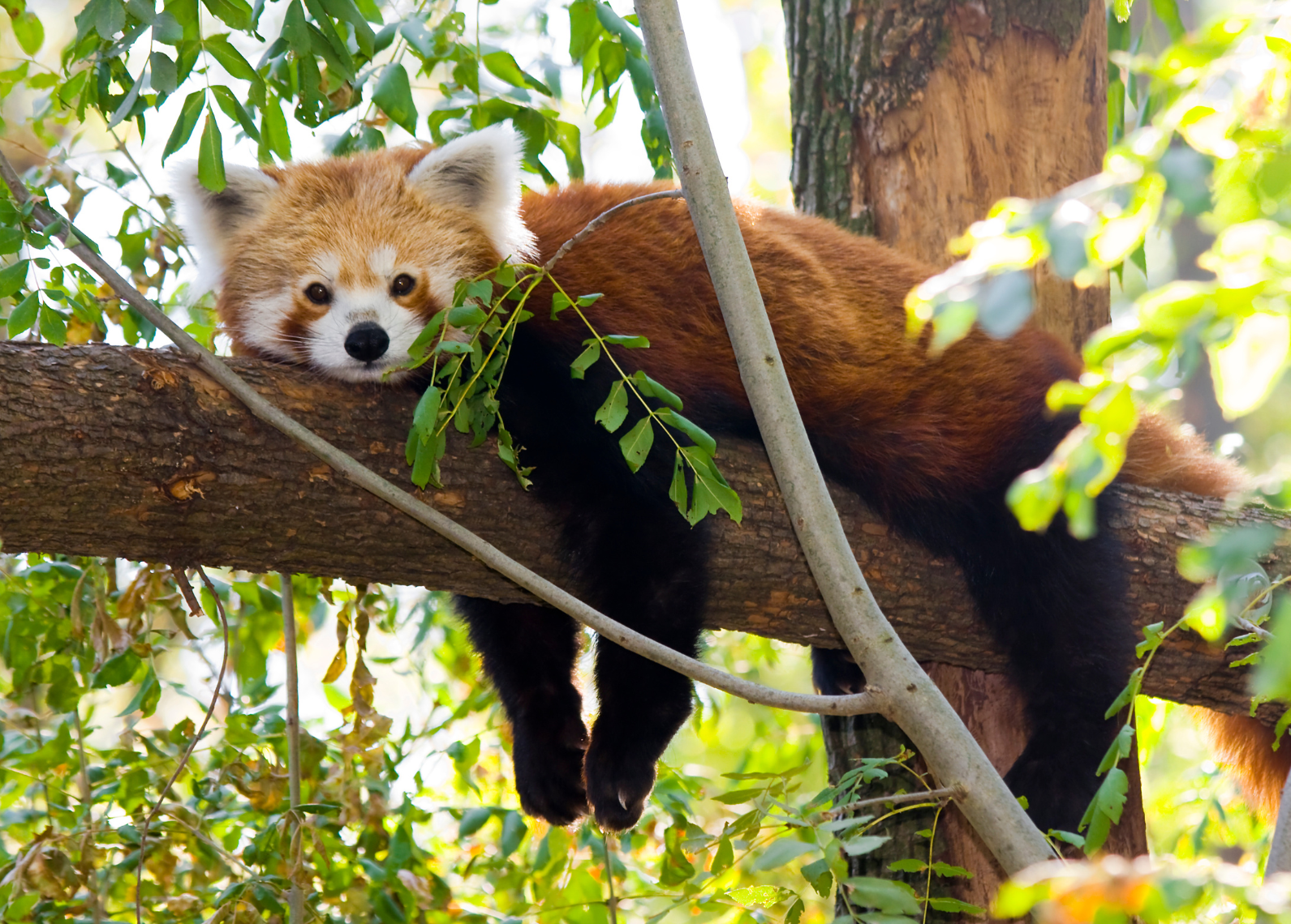 Red panda's thick, reddish coat helps them blend into mossy trees and forest canopies, providing camouflage from predators. Image Credit: Belizar73 from Getty Images via Canva. Red panda's thick, reddish coat helps them blend into mossy trees and forest canopies, providing camouflage from predators. Image Credit: Belizar73 from Getty Images via Canva.