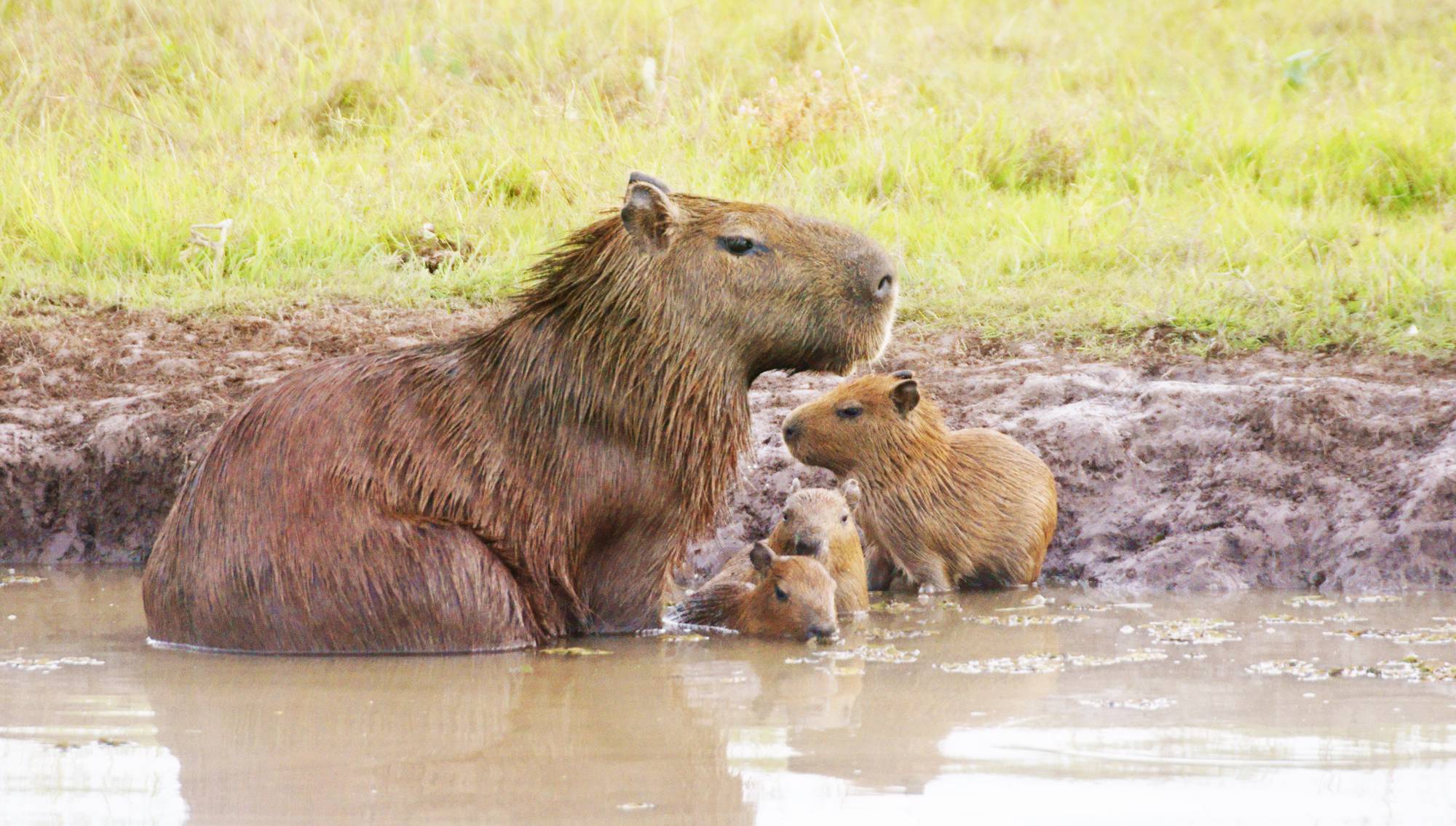Capybara (Hydrochoerus hydrochaeris) live in habitats close to water, including marshes, estuaries, and along rivers and streams.