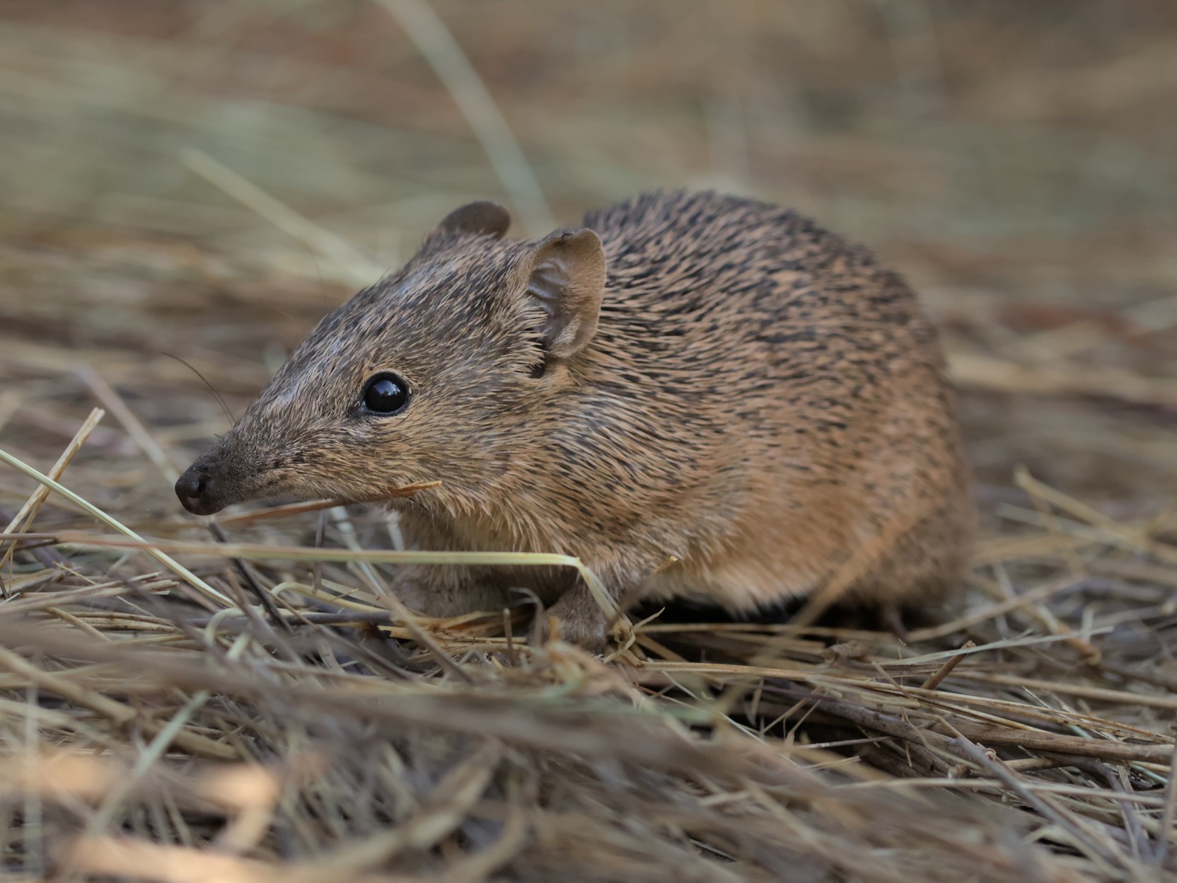 Large birds are the primary, natural predator of the golden bandicoot, but many predatory species have been introduced within its range. The greatest threat to the species has been, and remains, feral cats. Image Credit: Tom Sayers, AustralianWildlife.org.