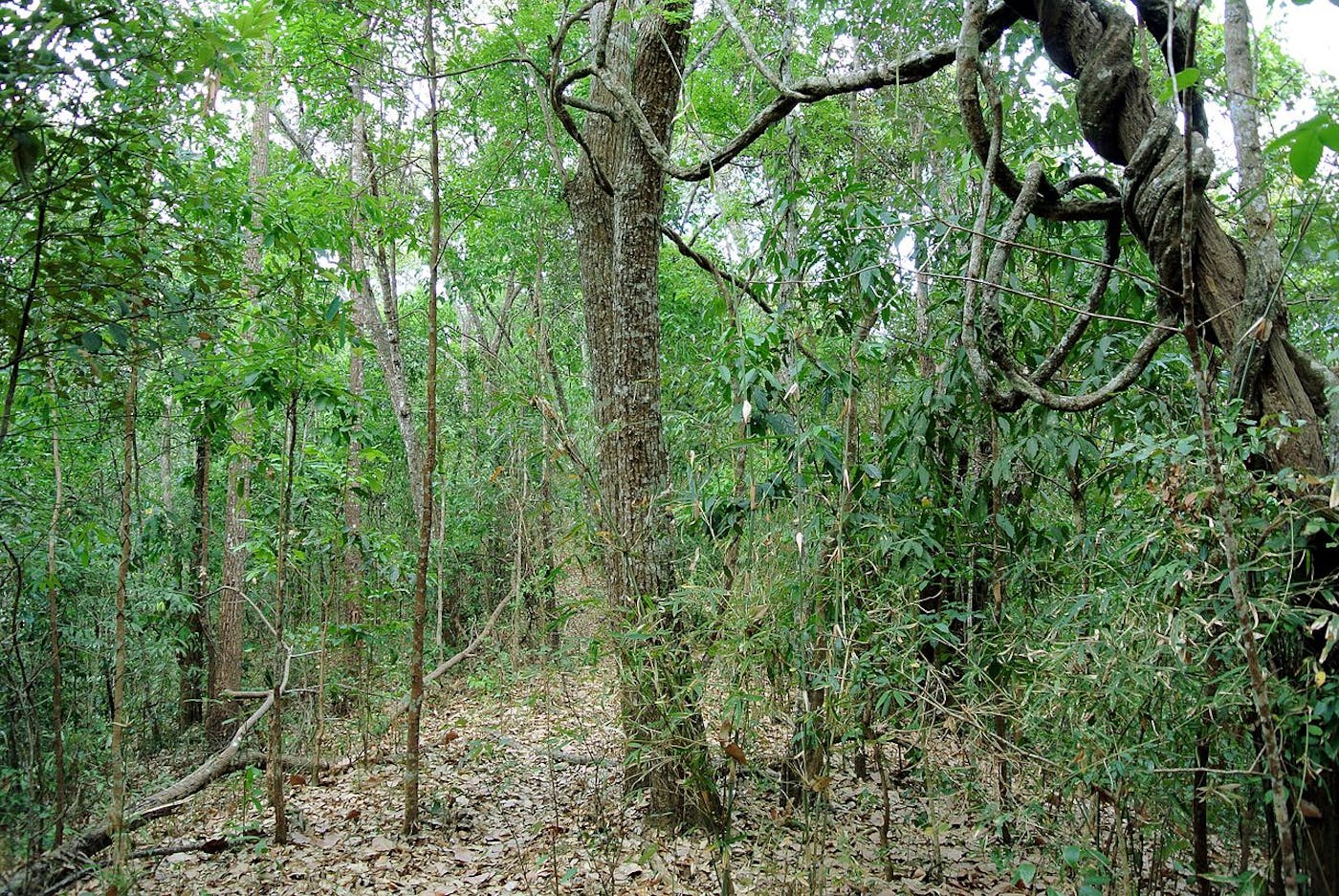 Irrawaddy & North Indochina Mixed Forests (IM11)