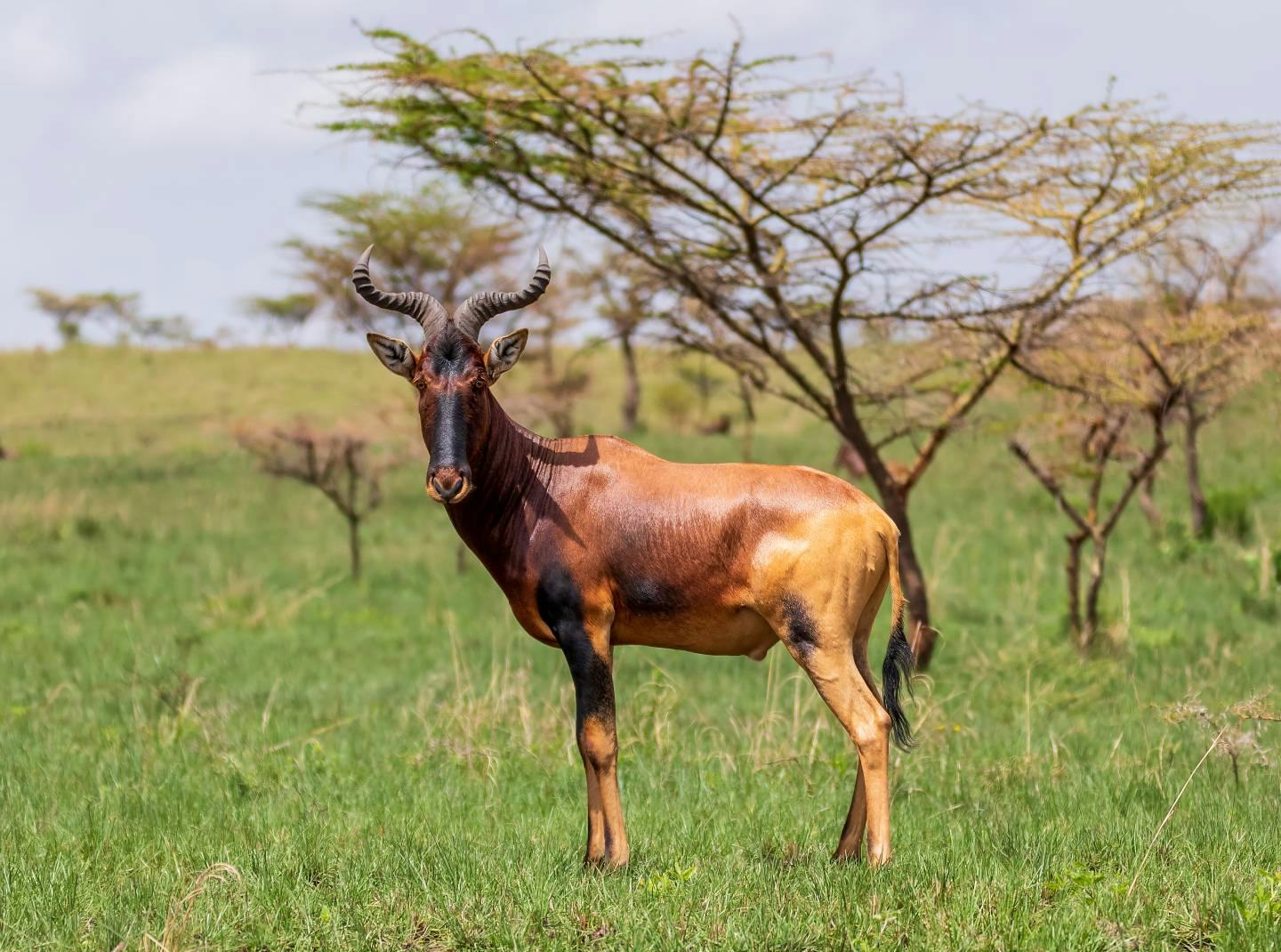 Swayne's hartebeest: how a community is working to save a rare antelope